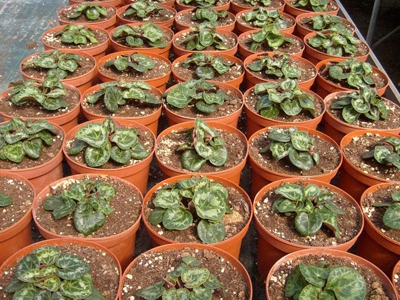 Prestations